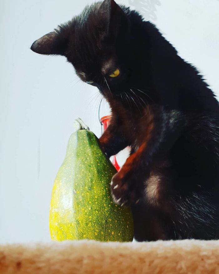 A Year Ago Our Adopted Kitten Was Fighting For Her Life, Now She's Full Of Life And Half The Size Of A Normal Cat