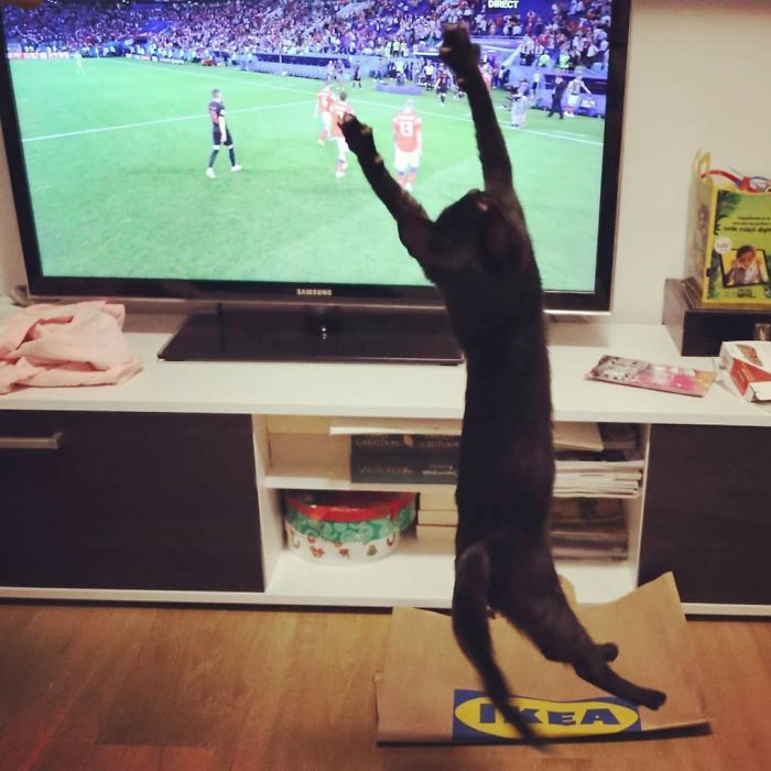 A Year Ago Our Adopted Kitten Was Fighting For Her Life, Now She's Full Of Life And Half The Size Of A Normal Cat