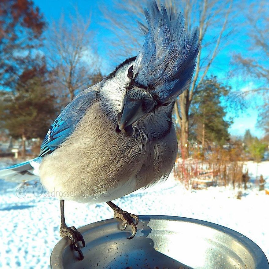 Woman Feeds Birds And Captures Stunning Close-Up Photos While Eating (New Pics)