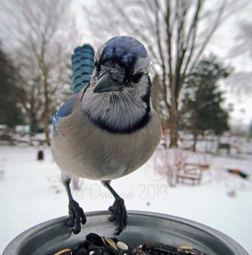 Woman Feeds Birds And Captures Stunning Close-Up Photos While Eating (New Pics)