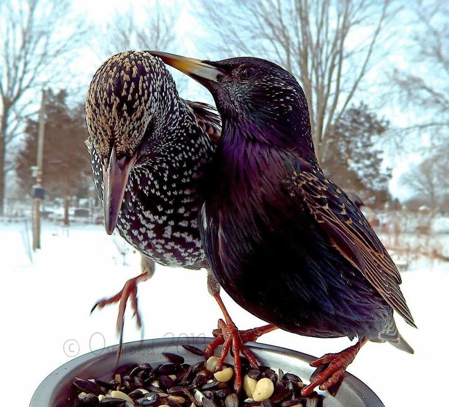 Woman Feeds Birds And Captures Stunning Close-Up Photos While Eating (New Pics)