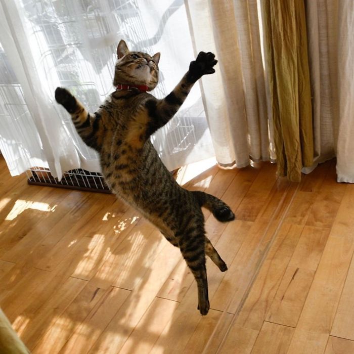 Funny-Dancing-Cats