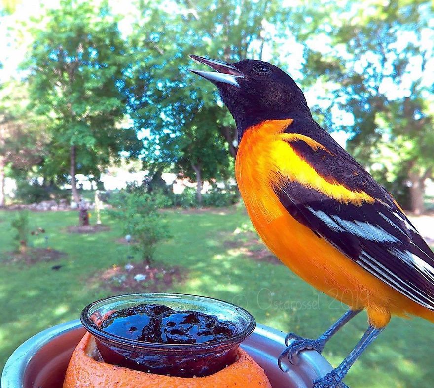 Woman Feeds Birds And Captures Stunning Close-Up Photos While Eating (New Pics)