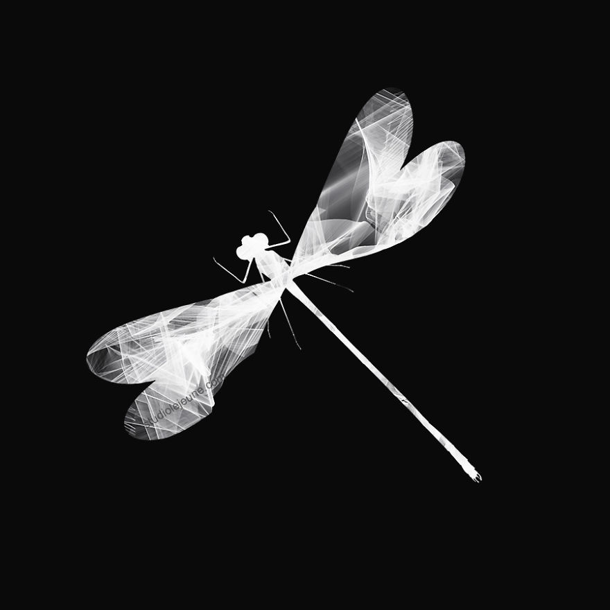 Come Fly Away With Me And My Mixed Media Wall Installation Art Of Birds And More...