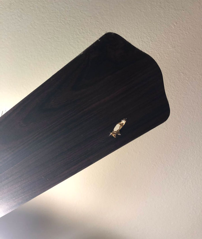 Gaming Monitor Stops One Of 5 Bullets Shot At This Guy’s House, MSI Offers To Replace It