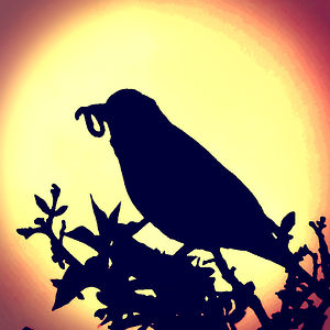 kaiserfranzgirl avatar