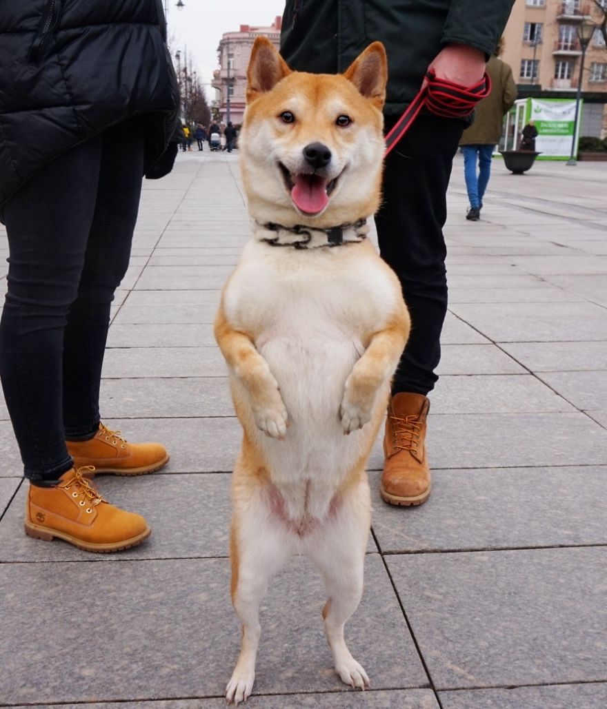 Shiba, Shiba Inu