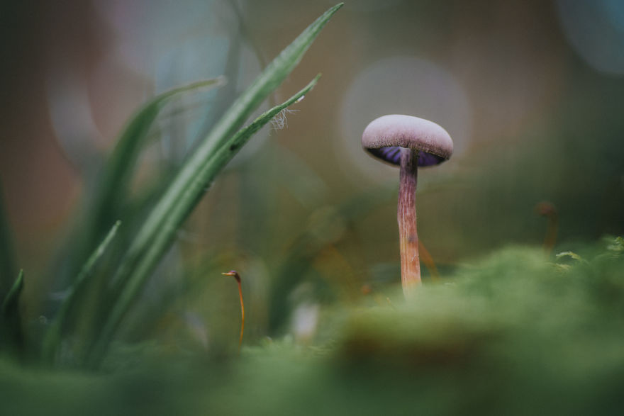 Best From Mushrooms Hunter Photography In 2018