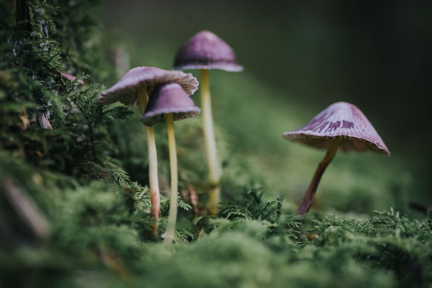 Best From Mushrooms Hunter Photography In 2018