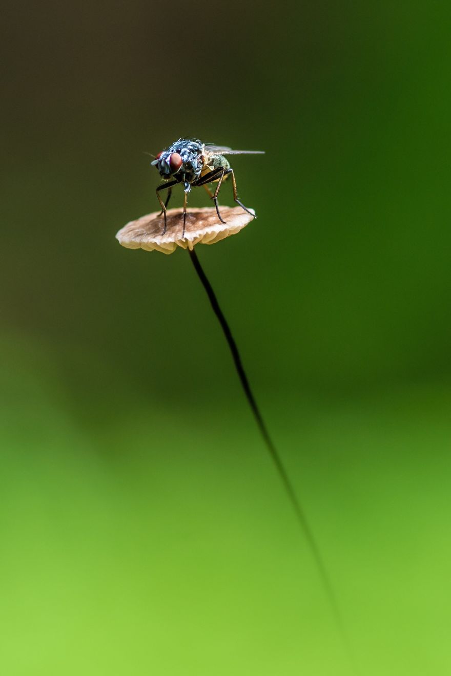 Best From Mushrooms Hunter Photography In 2018