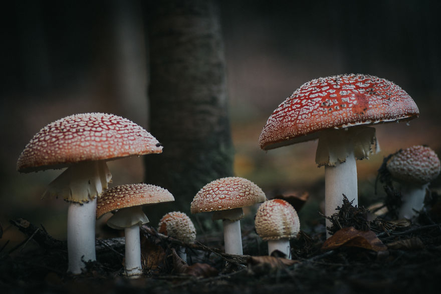 Best From Mushrooms Hunter Photography In 2018