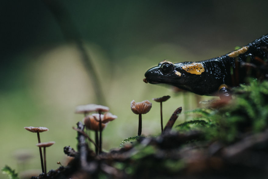 Best From Mushrooms Hunter Photography In 2018