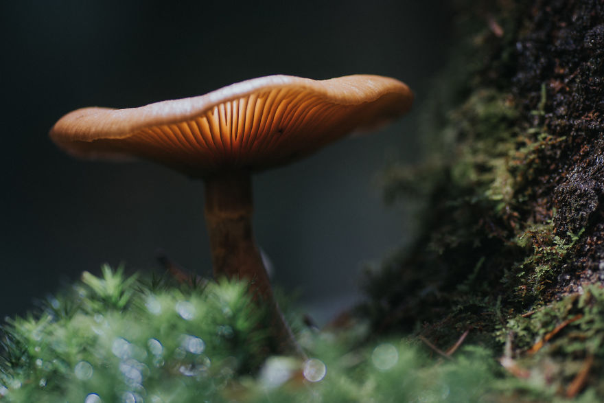Best From Mushrooms Hunter Photography In 2018