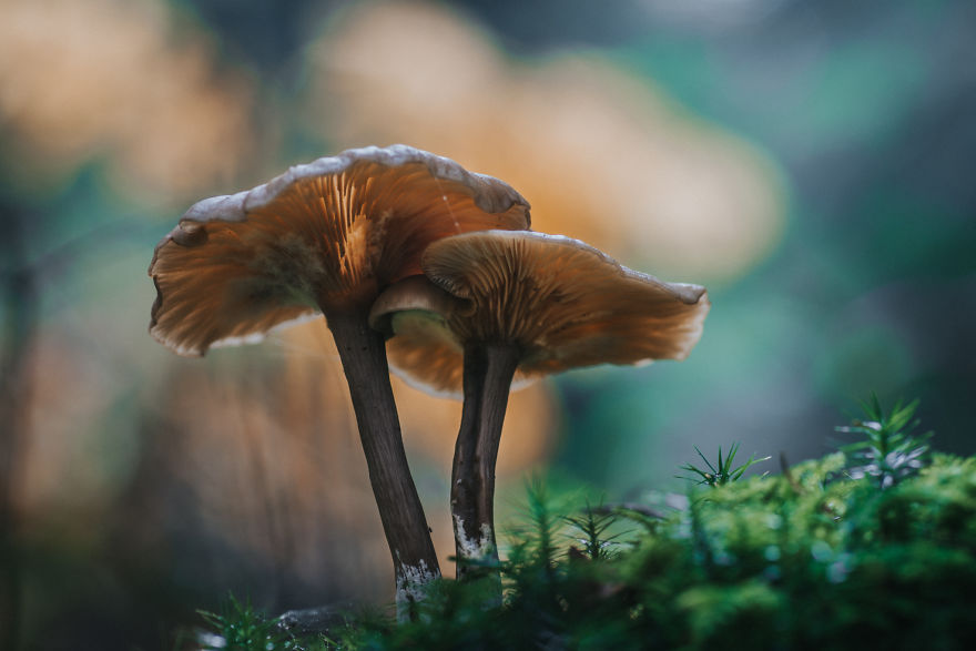 Best From Mushrooms Hunter Photography In 2018