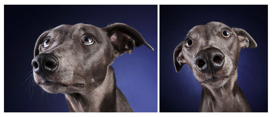 I Photographed A Very Expressive Dog And His Expressions Say It All! I Photographed A Very Expressive Dog And His Expressions Say It All!