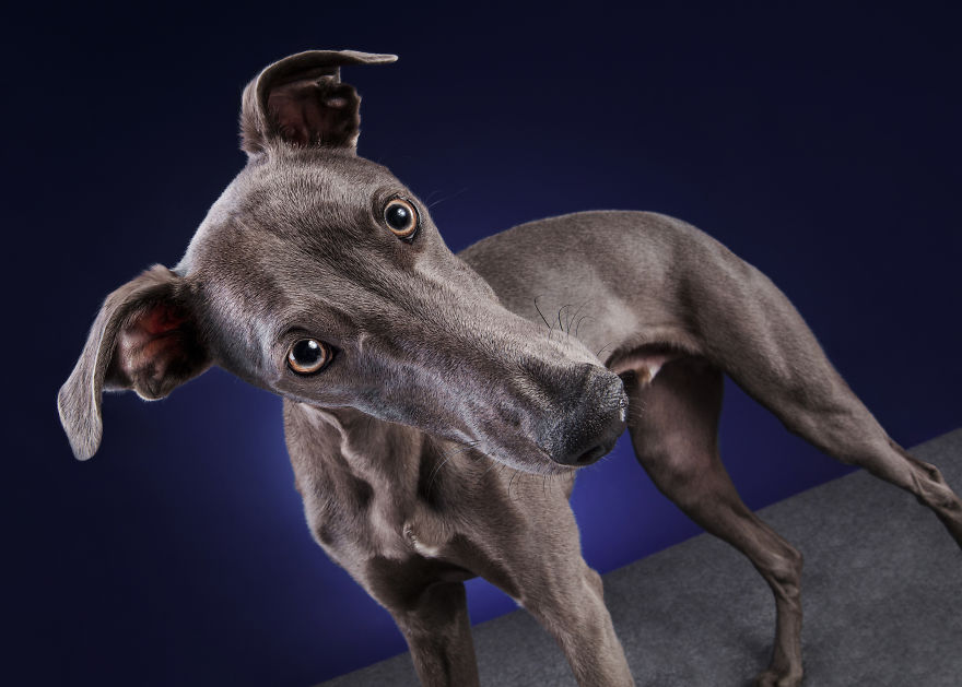 I Photographed A Very Expressive Dog And His Expressions Say It All!