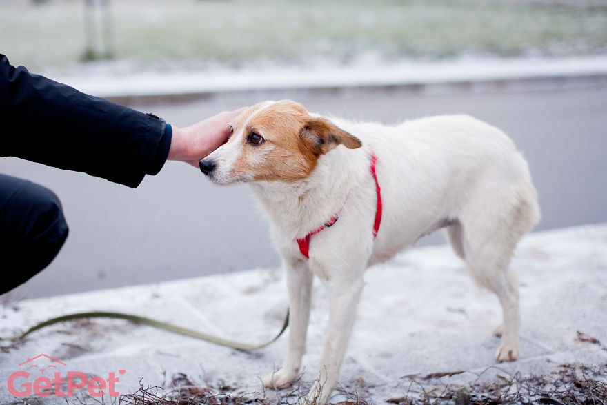 Getpet: Our Tinder-Inspired App That Connects Dogs With Their Future Owners Getpet: Our Tinder-Inspired App That Connects Dogs With Their Future Owners