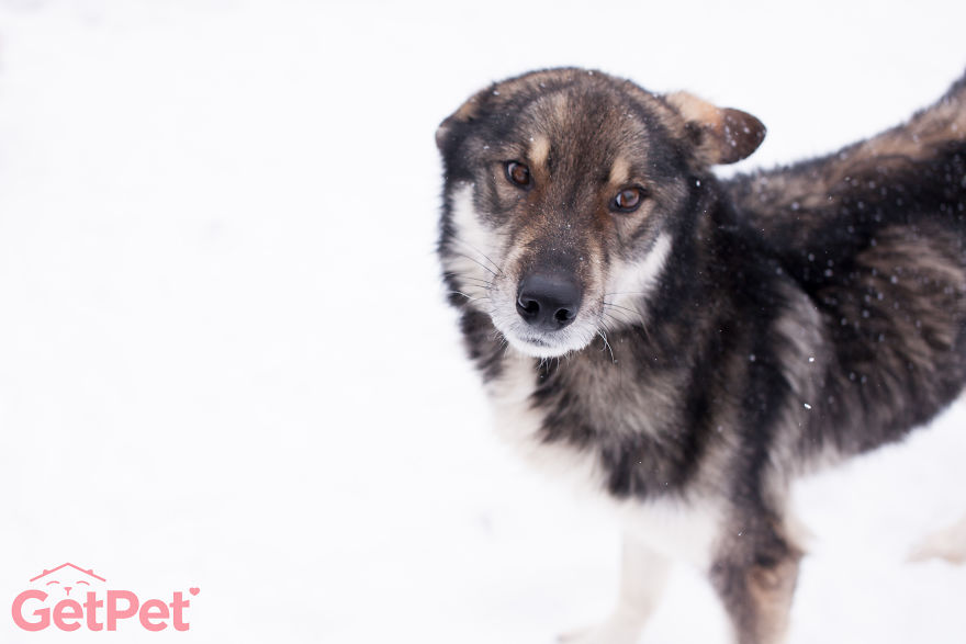 Getpet: Our Tinder-Inspired App That Connects Dogs With Their Future Owners Getpet: Our Tinder-Inspired App That Connects Dogs With Their Future Owners