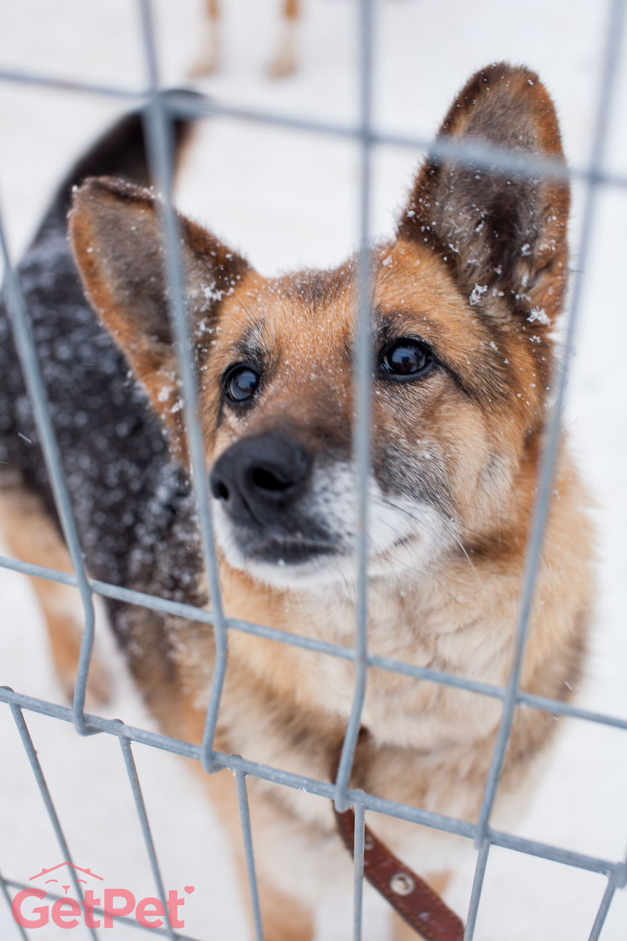 Getpet: Our Tinder-Inspired App That Connects Dogs With Their Future Owners Getpet: Our Tinder-Inspired App That Connects Dogs With Their Future Owners