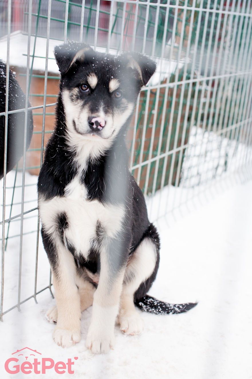 Getpet: Our Tinder-Inspired App That Connects Dogs With Their Future Owners Getpet: Our Tinder-Inspired App That Connects Dogs With Their Future Owners