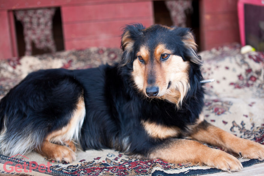 Getpet: Our Tinder-Inspired App That Connects Dogs With Their Future Owners Getpet: Our Tinder-Inspired App That Connects Dogs With Their Future Owners