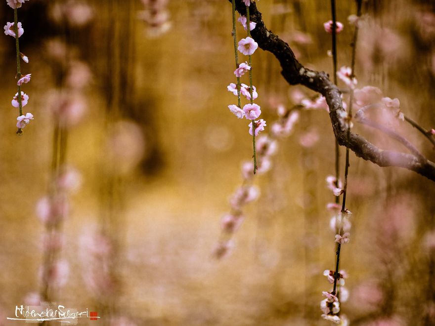I Captured Spring In Japan