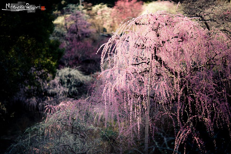 I Captured Spring In Japan