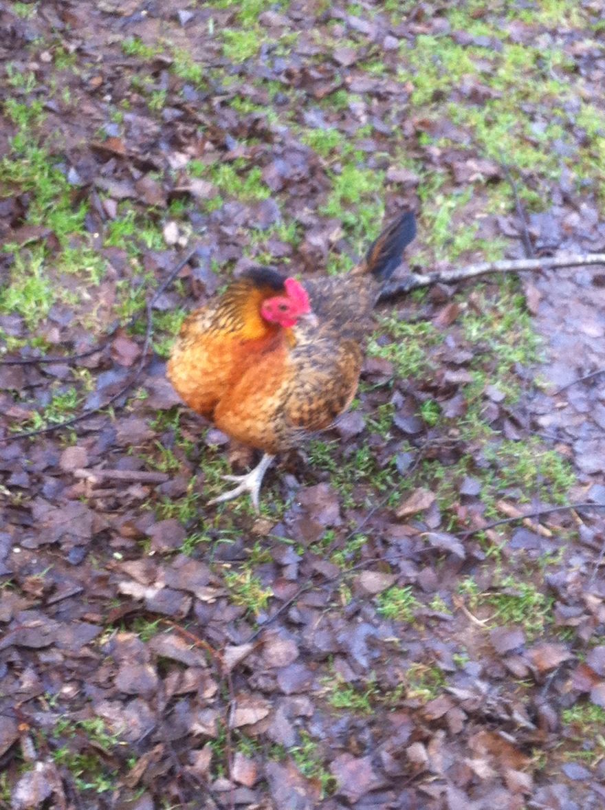 I Photographed My Chickens And Captured Their Unique Personalities