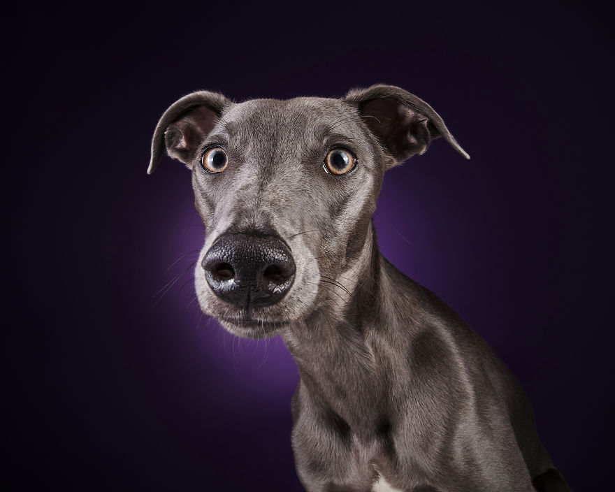 I Photographed A Very Expressive Dog And His Expressions Say It All! I Photographed A Very Expressive Dog And His Expressions Say It All!