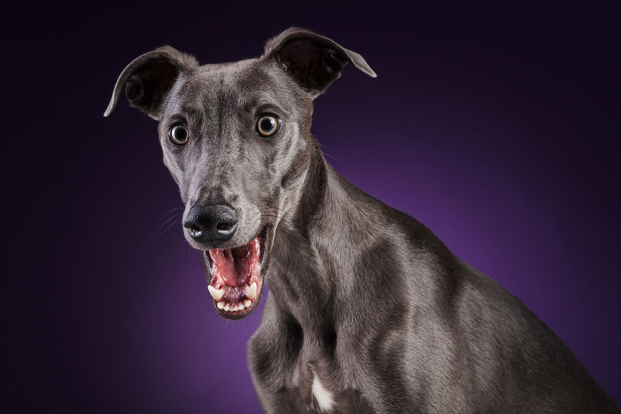 I Photographed A Very Expressive Dog And His Expressions Say It All! I Photographed A Very Expressive Dog And His Expressions Say It All!