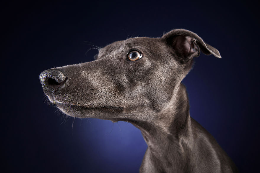 I Photographed A Very Expressive Dog And His Expressions Say It All! I Photographed A Very Expressive Dog And His Expressions Say It All!