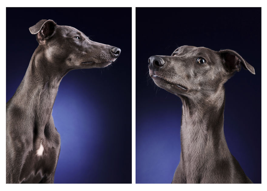 I Photographed A Very Expressive Dog And His Expressions Say It All! I Photographed A Very Expressive Dog And His Expressions Say It All!