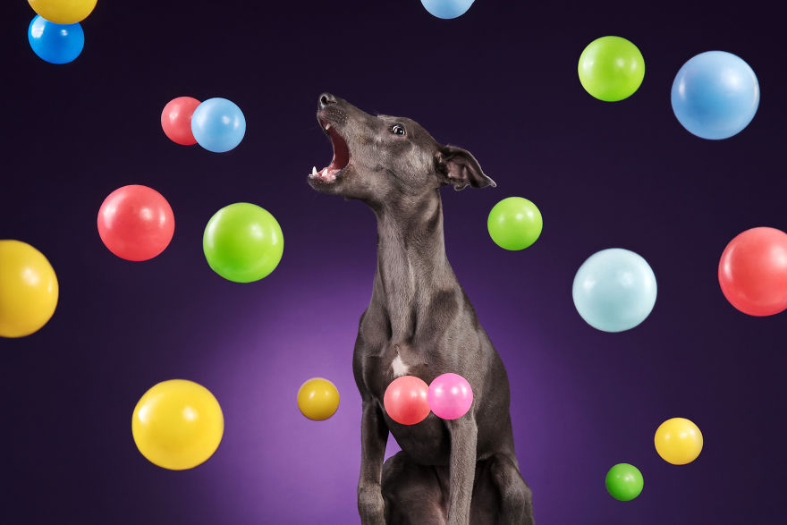 I Photographed A Very Expressive Dog And His Expressions Say It All!