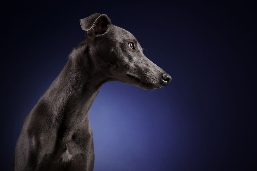 I Photographed A Very Expressive Dog And His Expressions Say It All! I Photographed A Very Expressive Dog And His Expressions Say It All!