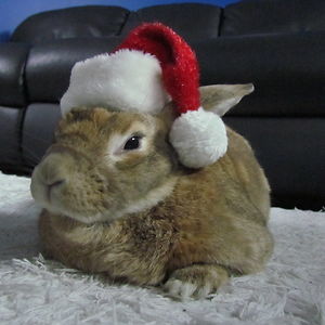 cinthia-nemoto avatar