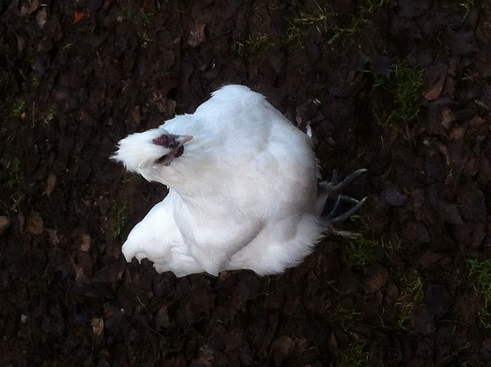 I Photographed My Chickens And Captured Their Unique Personalities