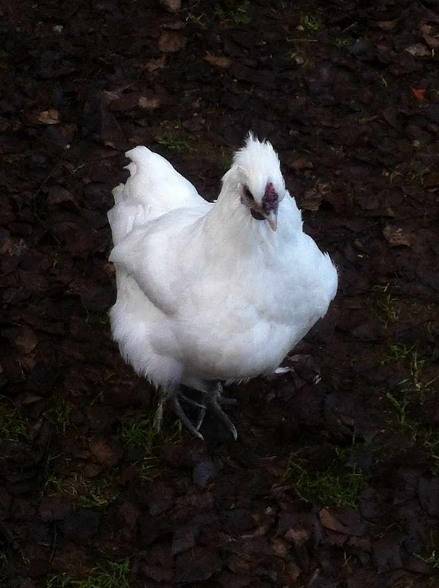 I Photographed My Chickens And Captured Their Unique Personalities