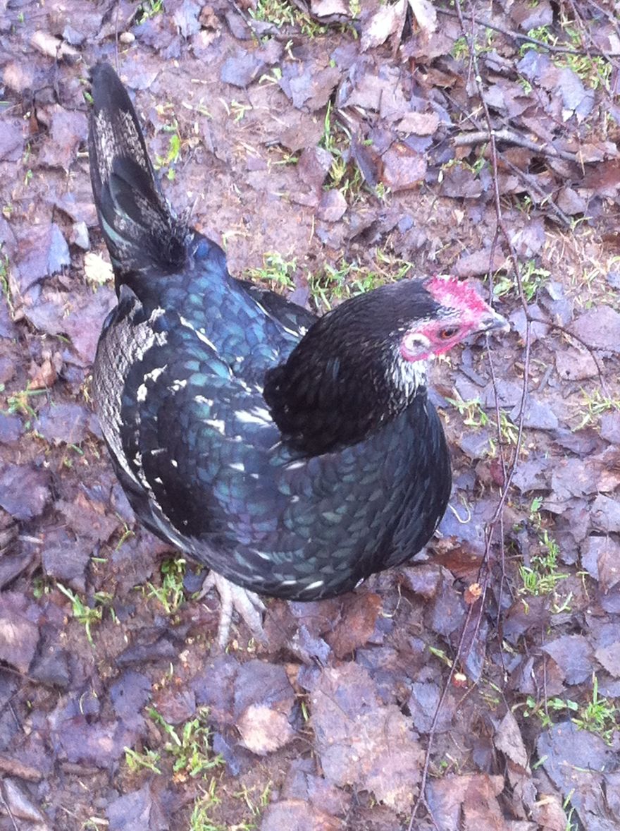 I Photographed My Chickens And Captured Their Unique Personalities