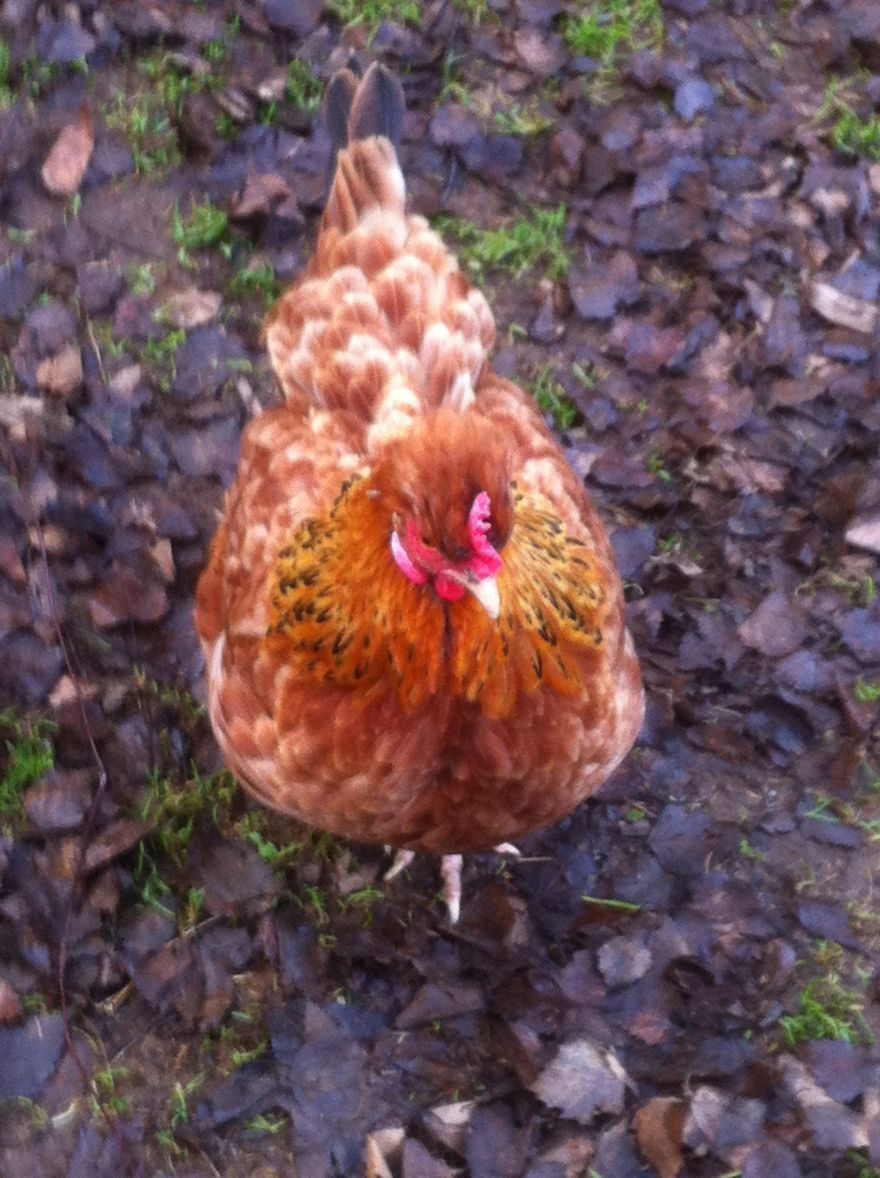 I Photographed My Chickens And Captured Their Unique Personalities