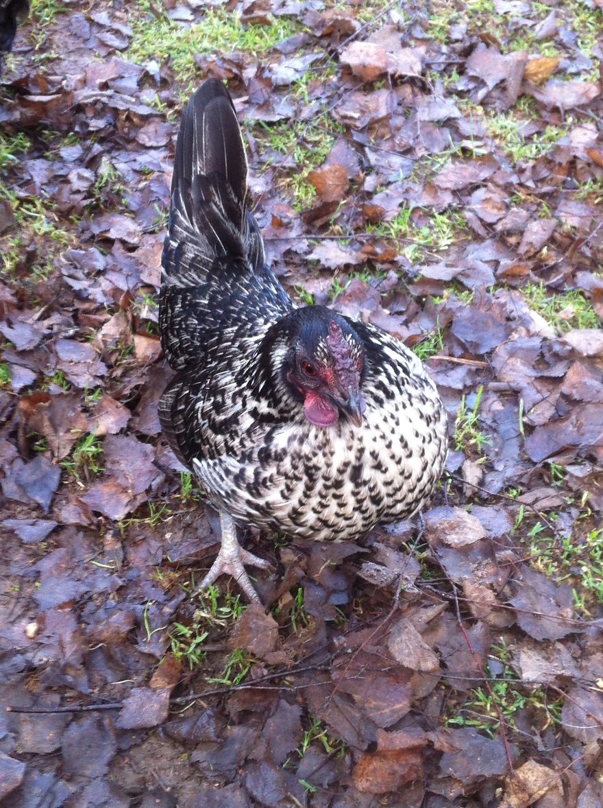 I Photographed My Chickens And Captured Their Unique Personalities