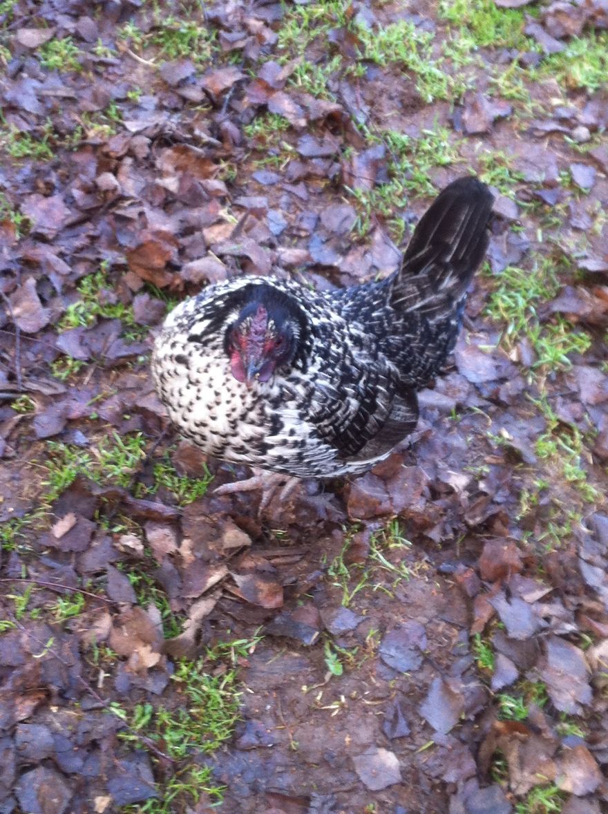 I Photographed My Chickens And Captured Their Unique Personalities