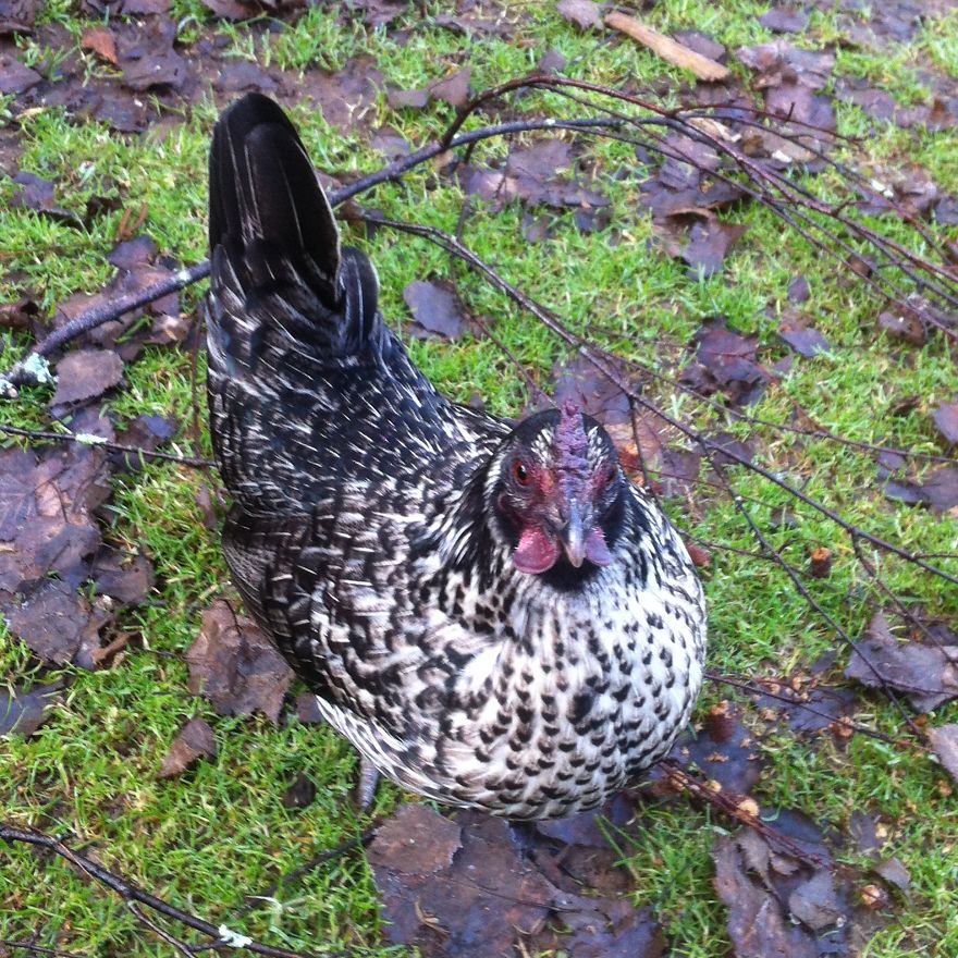 I Photographed My Chickens And Captured Their Unique Personalities
