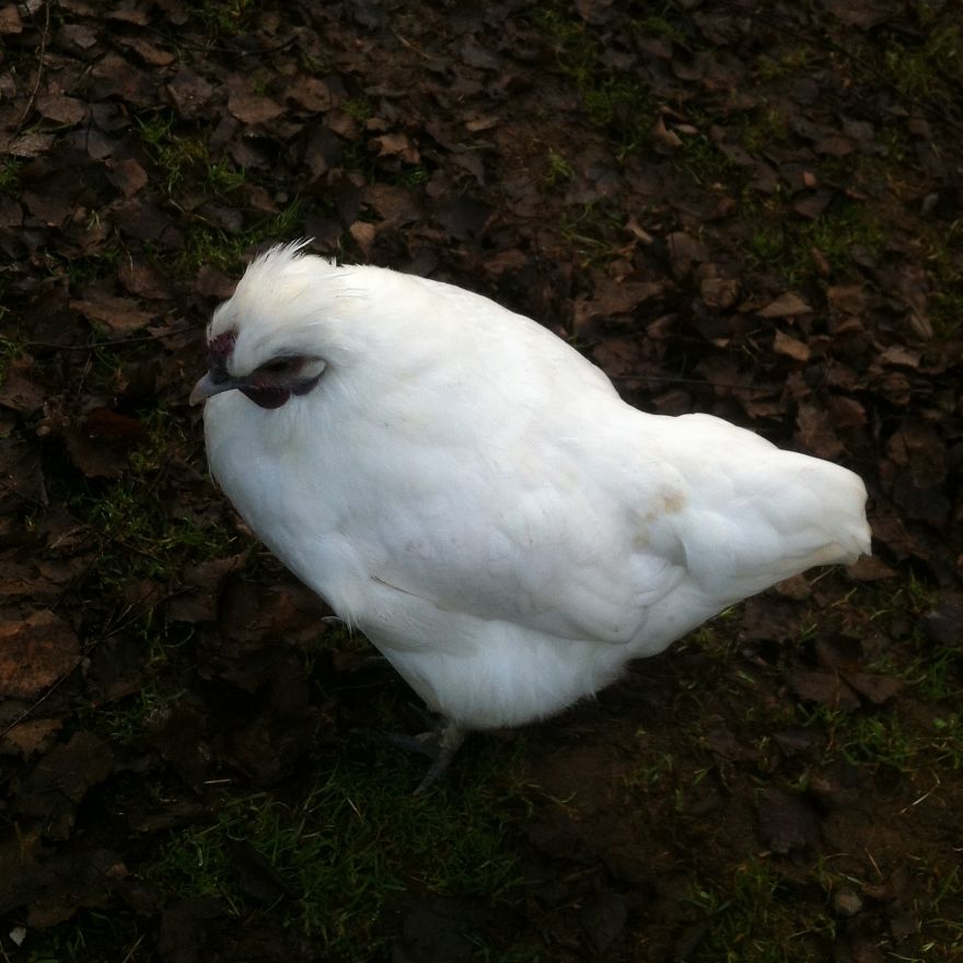 I Photographed My Chickens And Captured Their Unique Personalities
