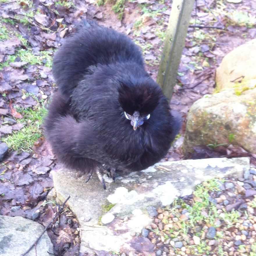 I Photographed My Chickens And Captured Their Unique Personalities