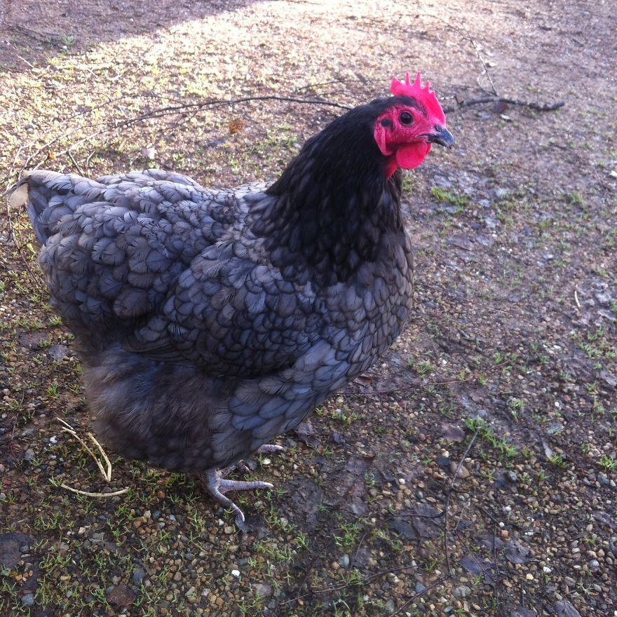 I Photographed My Chickens And Captured Their Unique Personalities I Photographed My Chickens And Captured Their Unique Personalities