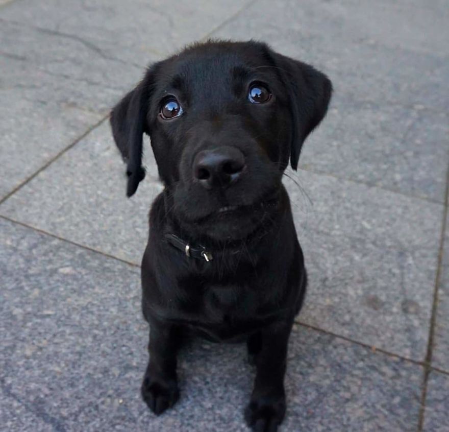Barsa (Barca), 3-Month-Old, Labrador Retriever 