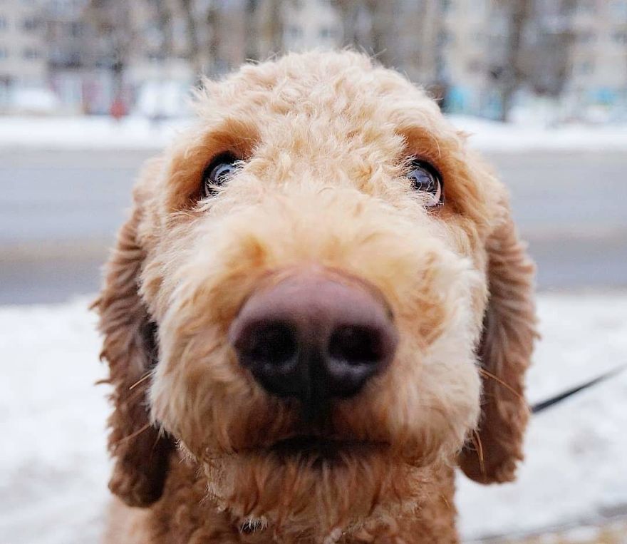 Natsu, 2 Y/O, Poodle