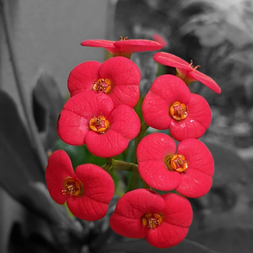 I Show The Beauty Around Me