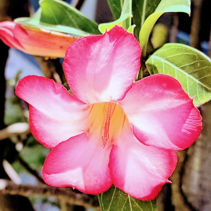 I Show The Beauty Around Me