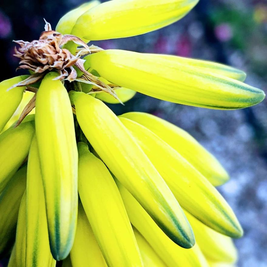 I Show The Beauty Around Me